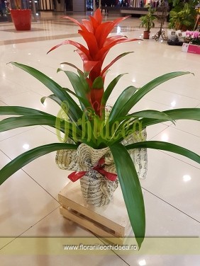 Guzmania rosie - planta de apartament