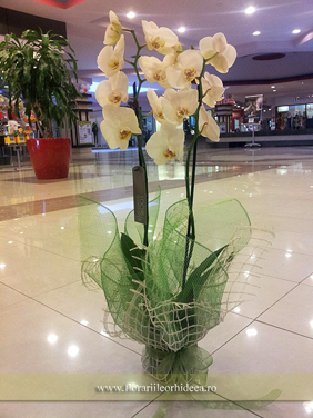 Orhidee phalaenopsis la ghiveci