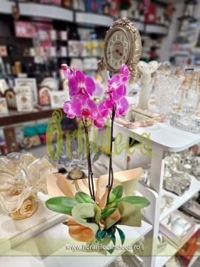 Orhidee phalaenopsis la ghiveci
