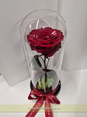Trandafir criogenat in dom de sticla decorat la baza cu licheni naturali stabilizati 