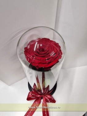 Trandafir criogenat in dom de sticla